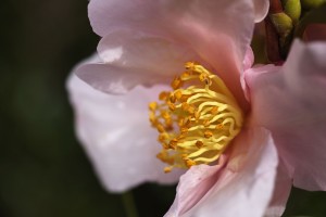 Camellia Flower Side Profile